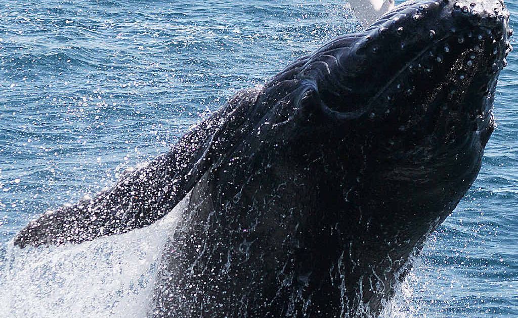 Nala’s calf, which has been named Akuna, breaches during playtime offshore. Nala’s calf, which has been named Akuna, breaches during playtime offshore.